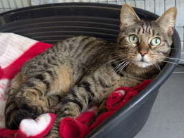 Adopter  chat : Tycha