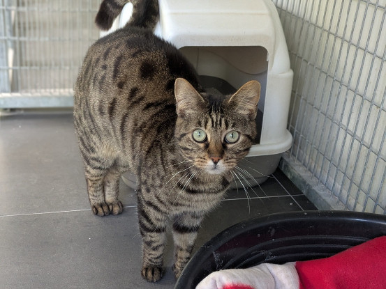 Adoption Tycha