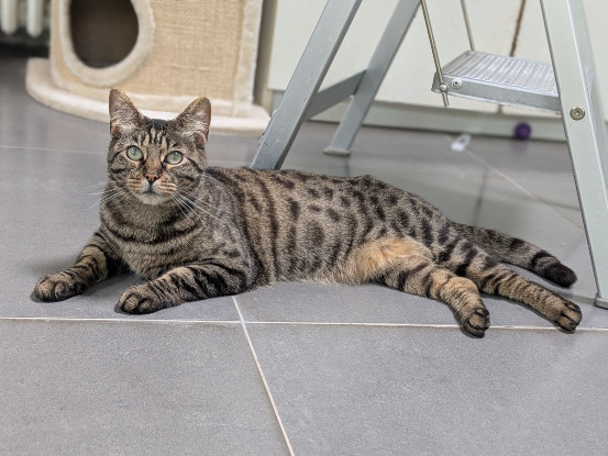 Adoption Tycha