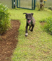 Adopter  chien : Titus