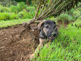 Adopter  chien : Elpis