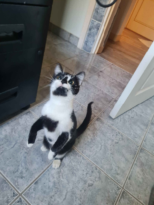 Adoption Tilmicosine