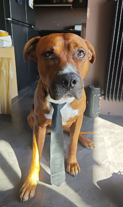 Adopter Phileas
