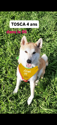 Adopter Tosca