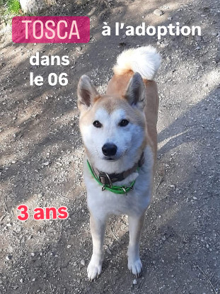 Adopter Tosca