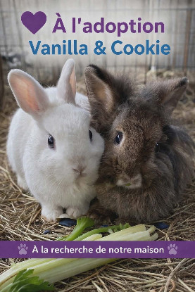 Adopter Vanilla et cookie