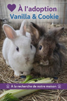 Adopter  lapin : Vanilla et cookie