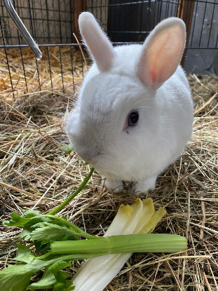 Adopter Vanilla et cookie