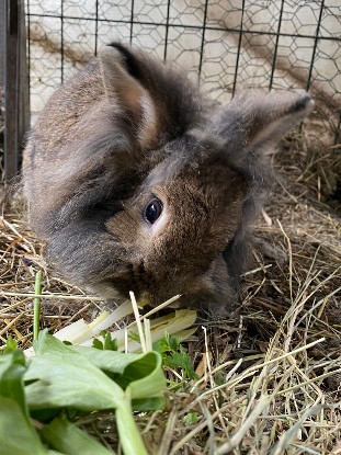 Adopter Vanilla et cookie