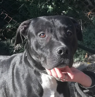 Adopter  chien : Aristote