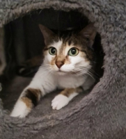 Adopter  chat : Gaia