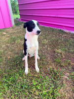 Adopter  chien : Panda