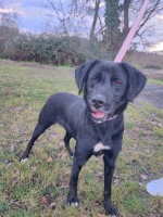 Adopter  chien : Pipa