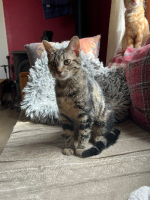 Adopter  chat : Fanny