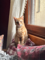 Adopter  chat : Fleury