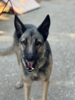 Adopter  chien : Sombra