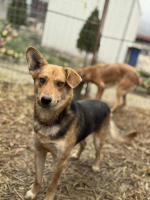 Adopter  chien : Pollen