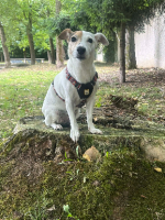 Adopter  chien : Toupie