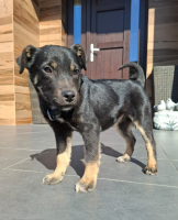 Adopter  chien : Zeus