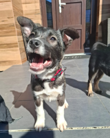 Adopter  chien : Zokny