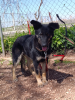 Adopter  chien : Sky