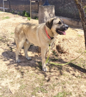 Adopter  chien : Spoty