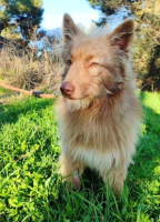 Adopter  chien : Zorro