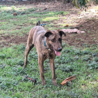 Adopter  chien : Haru