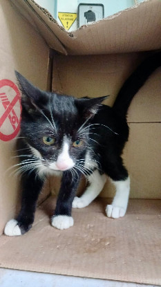 Adoption Moussaillon