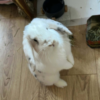 Adopter  lapin : Clémentine