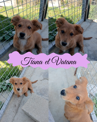 Adopter Tiana et vaiana