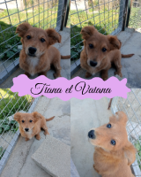 Adopter  chien : Tiana et vaiana
