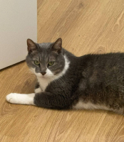 Adopter  chat : Kenaï