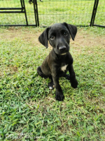 Adopter  chien : Daphnis