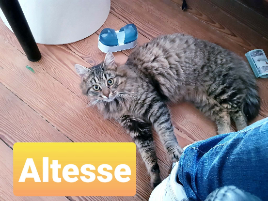 Adopter Altesse