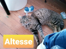 Altesse