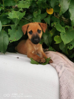 Adopter  chien : Scooby