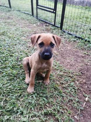 Adoption Scooby