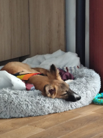 Adopter  chien : Maya