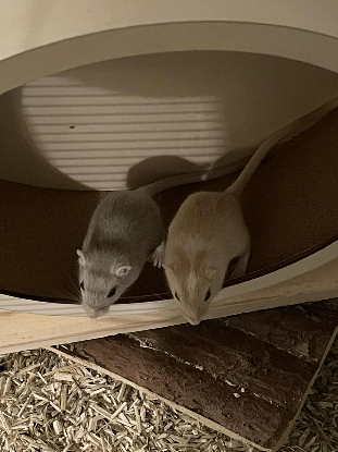 Adopter Blue tooth et wifi