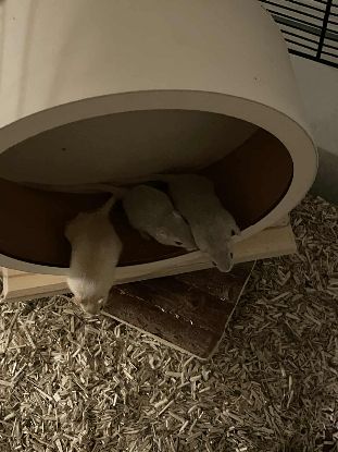 Adopter Blue tooth et wifi