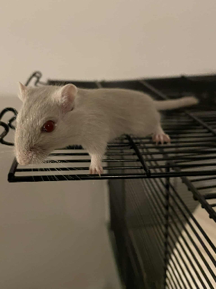 Adopter Blue tooth et wifi