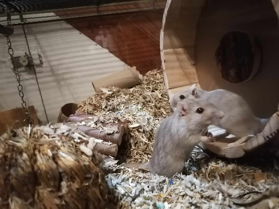 Adopter Citrouille et minnie