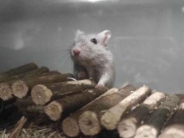 Adopter  NAC : Citrouille et minnie