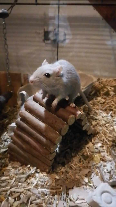 Adopter Citrouille et minnie