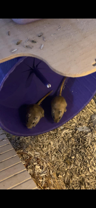 Adopter Patty et selma