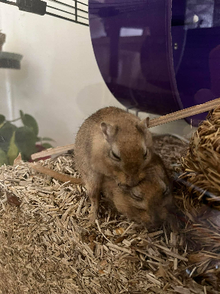 Adopter Patty et selma