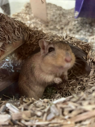 Adopter Patty et selma