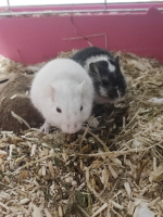 Adopter  NAC : Yin et yang