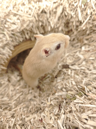 Adopter Maki et sushi